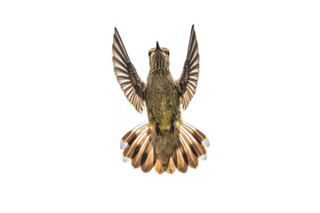 Black-Chinned Hummingbird (Archilochus alexandri) Photo, Head-on in Flight on a Transparent Background