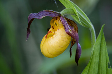 A Small Yellow Lady's Slipper orchid grows in a small forested area alongside an abandoned road...