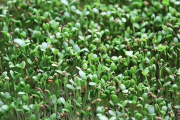 Sprouts of microgreen medicago. Selective focus photo of fresh microgreens. Defocus composition