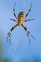 Wasp spider (Argiope bruennichi) waiting for prey in its web