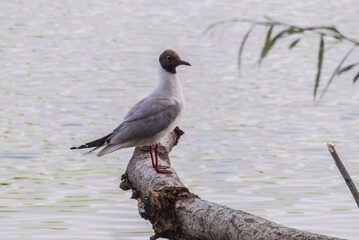 black headed gull