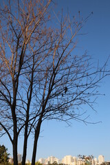 Fototapeta na wymiar tree in the autumn