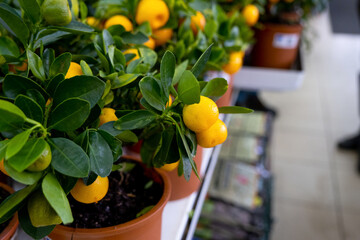 Tangerine tree in a flower pot with fruits on the shelf of a flower shop. Indoor plant tangerine,...