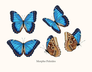 Morpho butterfly vector art in different views - 530131358