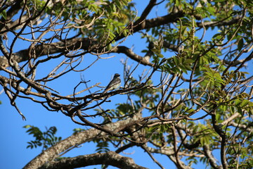birds in the savanna