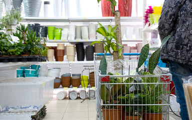 Potted plants in a flower shop cart - purchase of home plants for cultivation and care, as a gift