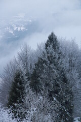 Górskie drzewa w śniegu 