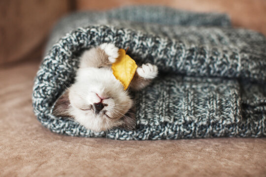 Kitten sleep on knitted plaid