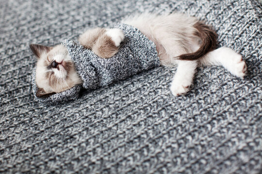 Kitten sleeping on gray blanket