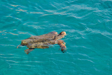  sea turtle (Caretta Caretta). Zakhyntos, Greece