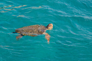  sea turtle (Caretta Caretta). Zakhyntos, Greece