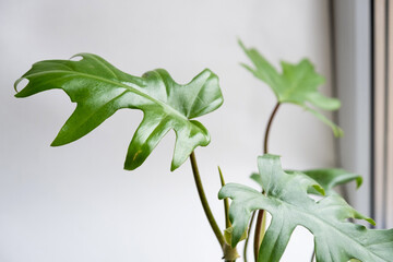 Philodendron Mayo in the interior of the house. Carved leaves of a houseplant in a pot. Care and cultivation of tropical plants, green house © Ольга Симонова