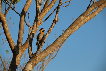 birds in the savanna