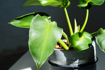 Philodendron Rugosum close-up in the interior. Houseplant Growing and caring for indoor plant © Ольга Симонова