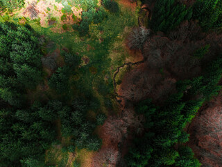 Shot from above with a drone of autumn forest.