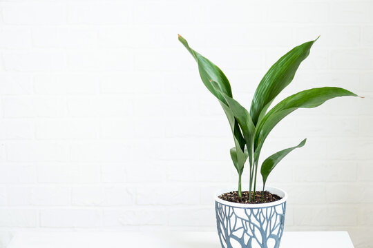 A new sprout of aspidistra close-up. A houseplant with stiff leaves and growing out of the ground.