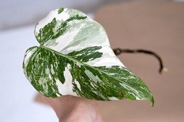 Rooted sprout of philodendron Monstera Alba for potting. Propagation of domestic plants, cuttings...