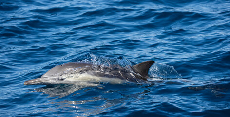 Naklejka premium dolphin in water, dolphin swimming in the water, Common dolphin 