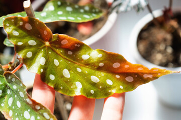 Home potted plant begonia decorative deciduous in the interior of the house. Hobbies in growing, caring for plants, greenhome, gardening at home.