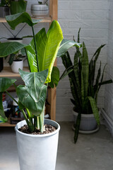 Strelitzia nicolai royal close-up in the interior. Houseplant Growing and caring for indoor plant