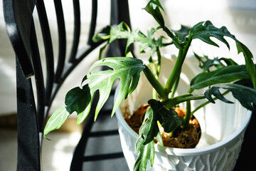 Philodendron elegans close-up in the interior. Houseplant Growing and caring for indoor plant © Ольга Симонова
