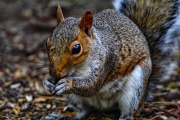 A beautiful portrait image of a wild squirrel in the forest. This forest is located in Preston, Lancashire and is home to many wildlife.