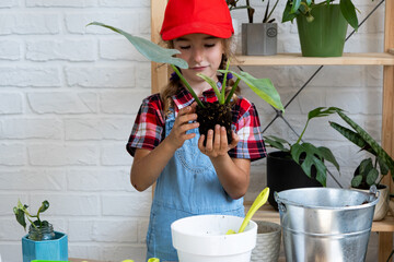 Girl transplants a potted houseplant philodendron into a new soil with drainage. Potted plant care,...