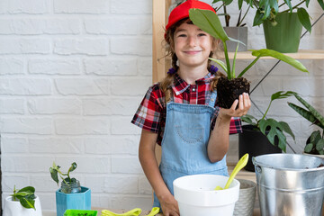 Girl transplants a potted houseplant philodendron into a new soil with drainage. Potted plant care,...