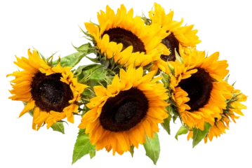 Foto op Aluminium PNG, bouquet of decorative sunflowers © Nataliya Schmidt