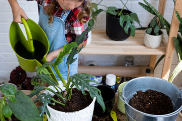 Girl transplants a potted houseplant philodendron into a new soil with drainage. Potted plant care,...