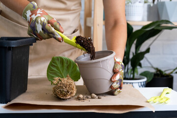 Transplanting a home plant Philodendron verrucosum into a pot with a face. A woman plants a stalk with roots in a new soil. Caring for a potted plant, hands close-up