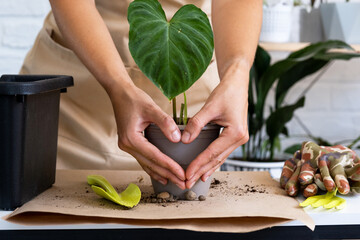 Transplanting a home plant Philodendron verrucosum into a pot with a face. A woman plants a stalk with roots in a new soil. Caring for a potted plant, hands close-up © Ольга Симонова