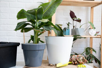 Transplanting a home potted plant banana palm Musa into a pot with automatic watering. Replant in a new ground, women's hands caring for a tropical plant, hobbies and environment - obrazy, fototapety, plakaty