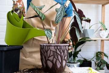 Transplanting a home plant Сtenanthe oppenheimiana into a new pot. A woman plants bush in a new...