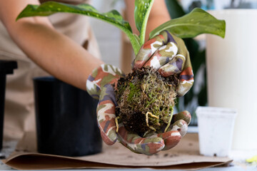 Transplanting a home plant rare Diffenbachia Dragon Scale into a new pot. A woman plants a stalk...