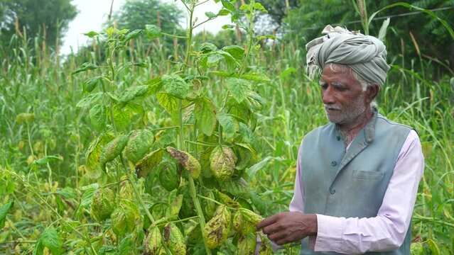 Farmer standing in guar or Cluster beans field examining crop. Harvest care concept.