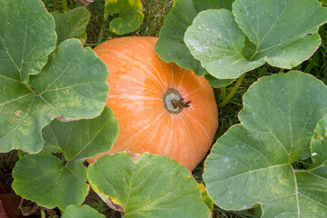 Pumpkin being grown in a garden in late summer	