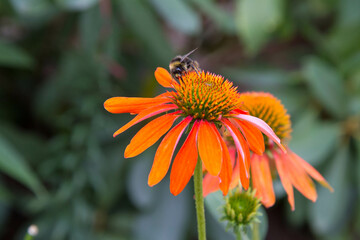 Bee on the Echinacea flower	
