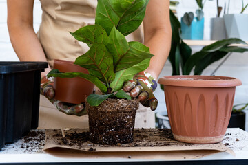Transplanting a home plant Ficus lyrata into a new pot. A woman plants in a new soil. Caring and reproduction for a potted plant, hands close-up