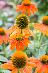 Echinacea blooming in a garden