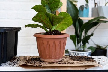 Transplanting a home plant Ficus lyrata into a new pot. A woman plants in a new soil. Caring and reproduction for a potted plant, hands close-up