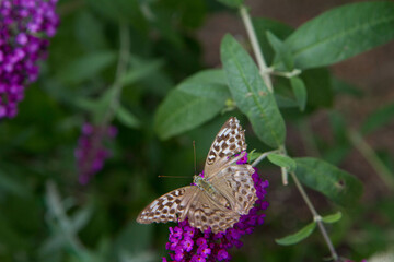 Silver-washed fritillary butterfly on buddleja davidii (summer lilac) flowers