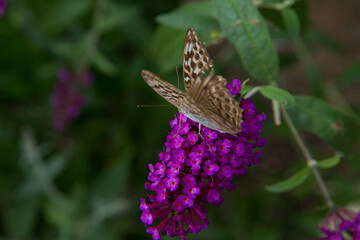 Silver-washed fritillary butterfly on buddleja davidii (summer lilac) flowers