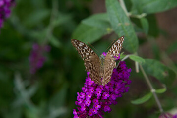 Silver-washed fritillary butterfly on buddleja davidii (summer lilac) flowers