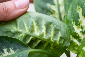 Leaves home plant affected by a spider mite, small insects, Problems in the cultivation of domestic...