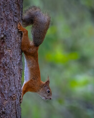 Eichhörnchen in Finnland