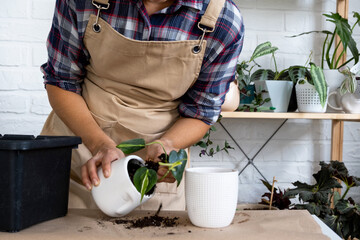 Transplanting a home plant Philodendron scandens Brazil into a pot with a face. A woman plants a...