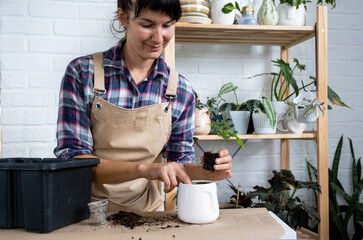 Transplanting a home plant asparagus into a pot with a face. A woman plants a stalk with roots in a new soil. Caring for a potted plant, hands close-up