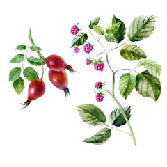 Watercolor illustration, set. Raspberries, raspberries on a branch, wild rose.