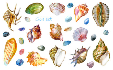Watercolor illustration, set. Shell. Summer sea image.